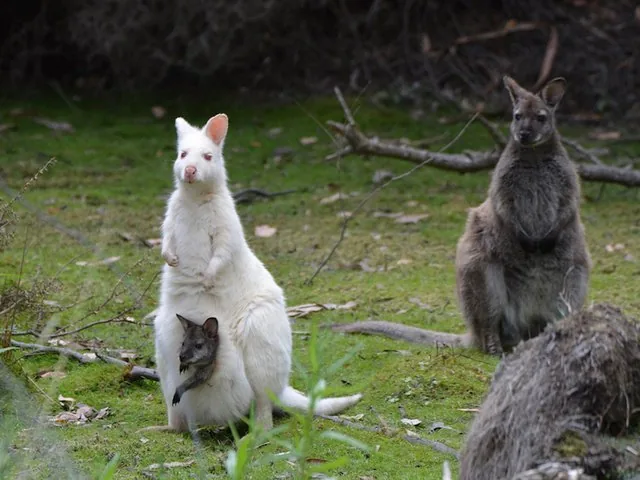 A white wallaby with a joey in its pouch, and a brown wallaby nearby.