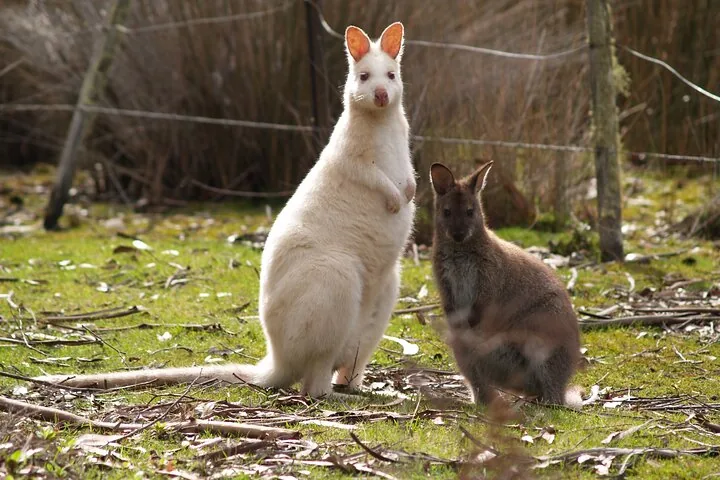 Een witte wallaby en een bruine wallaby in een grasveld.